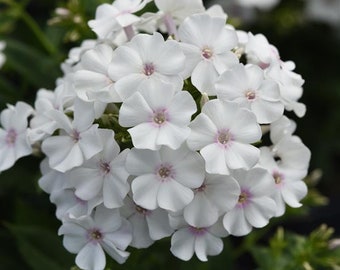 Garden Phlox 'Ka-Pow White' live plant, tall flower for cottage garden, white blooming summer garden, perennials for full sun, plant gift