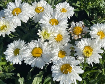 Leucanthemum Shasta Daisy 'Freak', live white daisy plants, perennial plant outdoor garden, sun-loving plants with white flowers, cut flower