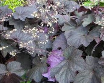 Heuchera 'Palace Purple', plants for shade, perennial live plant, outdoor hardy plant, coral bells, border edge plant, shade foliage plant