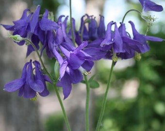 3 Live Plants Quart Size Columbine Aquilegia Alpina, shade perennial live plant, outdoor hardy plant with purple flower, shade garden flower