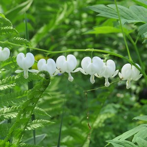 Bleeding heart plant