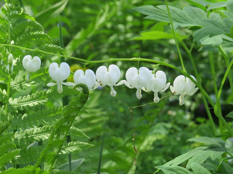 Bleeding heart plant