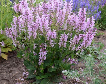 Salvia 'Ballerina Pink', live perennial plants with pink flowers, pink sage plants for sun, drought tolerant low maintenance, plant gift