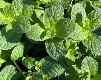 Mint 'Apple' live plant, perennial herbs, mint tea plants, perennial garden plants, gift for gardener, edible perennial herb garden