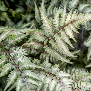 Japanese Painted Fern, Quart size pot, live perennial plant for shade, low maintenance foliage plant, perennial outdoor hardy fern