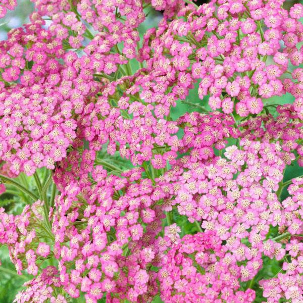 Yarrow 'Tutti Frutti Grapefruit' Achillea plant,quart live plant sun-loving drought tolerant perennial,summer blooming cottage garden flower