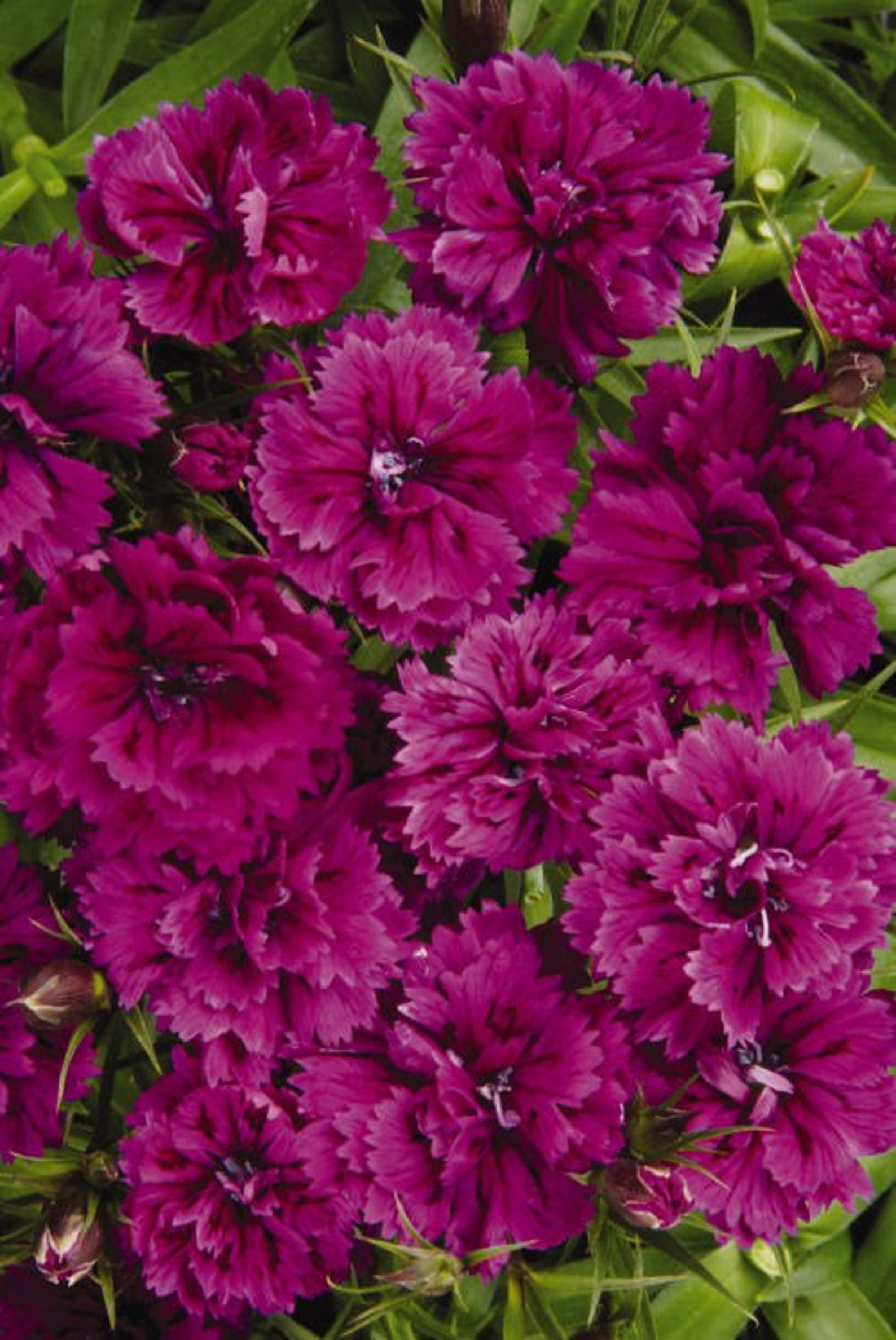 Dianthus 'Dynasty Orchid' live plants Sweet William Etsy