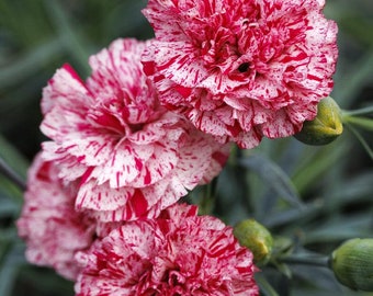 Dianthus 'Pinball Wizard', live perennial plant, cottage garden plant, white and pink flower, Sweet William plant, summer garden flowers