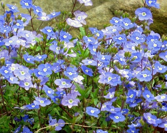 Veronica 'Georgia Blue' ground cover rock garden blue flower, full sun live perennial, low maintenance plant, quart size live plant