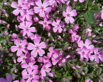 Creeping Phlox 'Trot Pink',live perennial plant for rock garden,ground cover with pink flower,moss pink spring flower,idea for spring garden