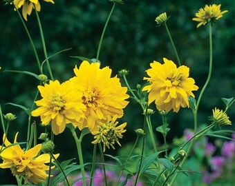 Rubeckia Golden Glow, native perennial full sun, plant for meadow, live perennial native plant, yellow flowers. summer blooming easy care