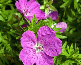 Geranium 'Vision Violet', quart live plants, hardy geranium, perennial plant, plant for sun, pink flower, cottage garden, cranesbill plant