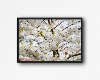 Digital Download. Cherry Blossoms Photography. Downtown Annapolis. Maryland. Spring Nature. Sakura. Travel. Instant Download.