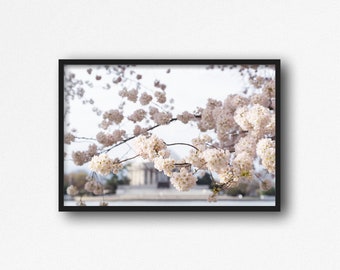 Digital Download. Washington D.C. Cherry Blossom Trees Photo. Tidal Basin. Spring Nature. Sakura Festival. Travel. Instant Download.