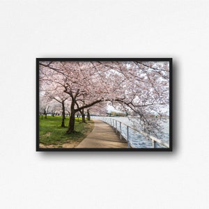 Digital Download. Washington D.C. Cherry Blossom Trees Photo. Tidal Basin. Spring Nature. Sakura Festival. Travel. Instant Download.