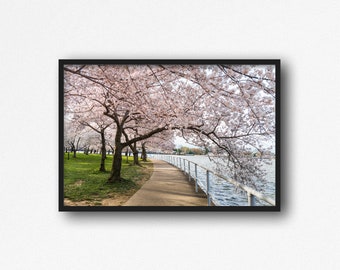 Digital Download. Washington D.C. Cherry Blossom Trees Photo. Tidal Basin. Spring Nature. Sakura Festival. Travel. Instant Download.