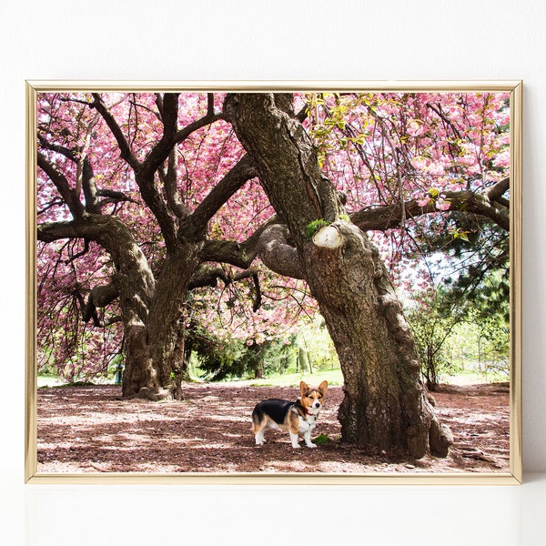 Corgi Cherry Blossom Tree Digital Download. Prospect Park Brooklyn. NY Spring Nature. Tricolor Corgi Home Decor. New York. Instant Download