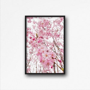 Digital Download. Willow Cherry Blossom Tree. Spring Nature Photography. Sakura Home Decor. Pink Flowers. Instant Download.