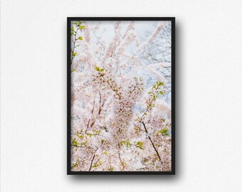 Digital Download. Cherry Blossoms Photography. Downtown Annapolis. Maryland. Spring Nature. Pink Sakura. Travel. Instant Download.