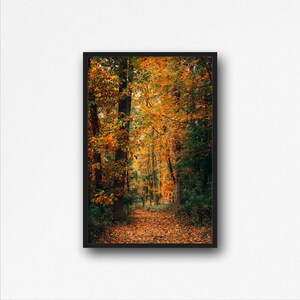 Autumn Trees Digital Download. Autumn Nature Hiking. Westchester, New York. Fall in NY. Foliage Art. Travel Photography. Instant Download.