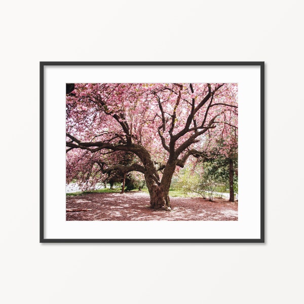 Digital Download. Cherry Blossom Tree Prospect Park Brooklyn. NYC Spring Nature. Sakura Home Decor. New York. Flowers. Instant Download.