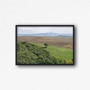 Digital Download. Tuscany Landscape Tree 2  Photo. Pienza, Val d&#39;Orcia. Italy Travel Photography. Cypress Trees. Toscana Countryside.