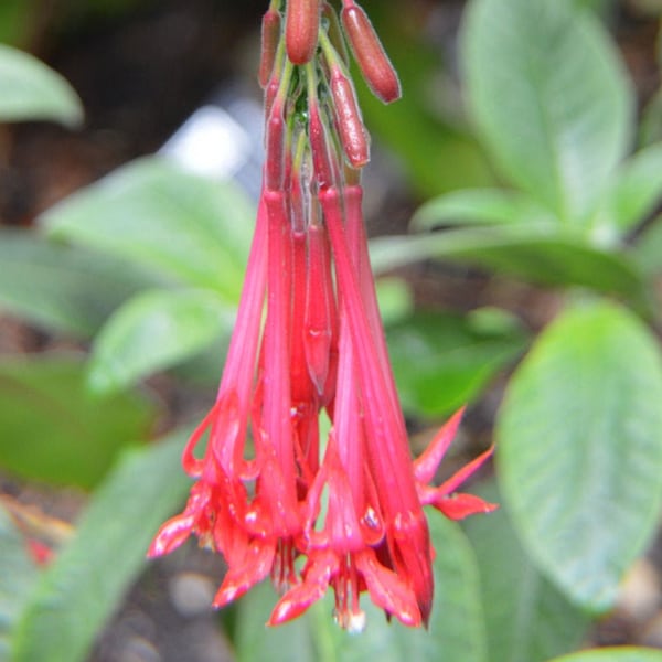 Fuchsia boliviana | Bolivian fuchsia | 100_Seeds