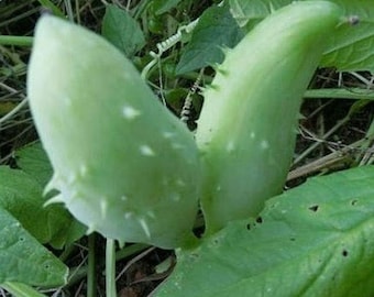 Cyclanthera pedata | Stuffing Cucumber | Slipper Gourd | Achocha | 20_Seeds