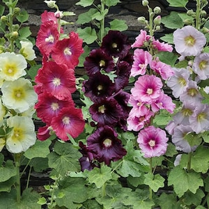 Alcea Ficifolia Las Vegas Antwerp Hollyhock 10_seeds - Etsy