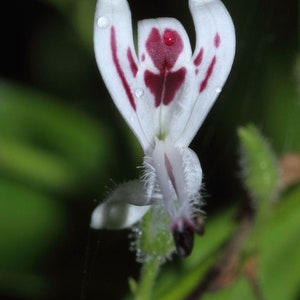 Andrographis paniculata | Creat | Green Chiretta | 100_Seeds