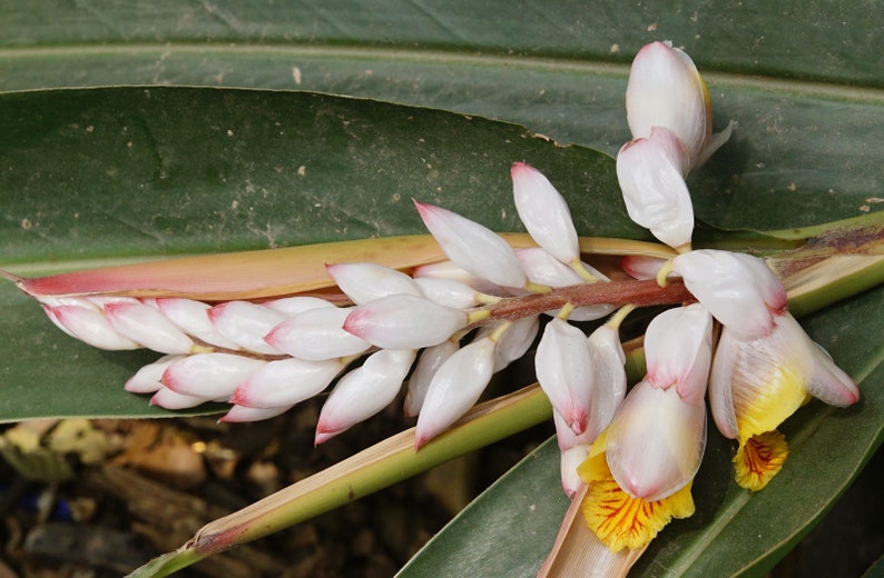 Alpinia galanga Greater Galangal Siamese Ginger 10_Seeds