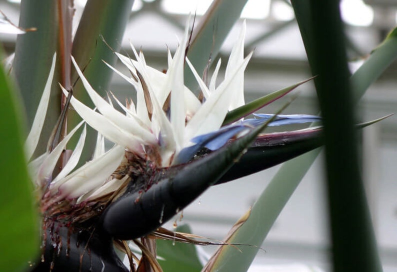 Strelitzia nicolai Giant Bird of Paradise Wild Banana 5_Seeds image 2