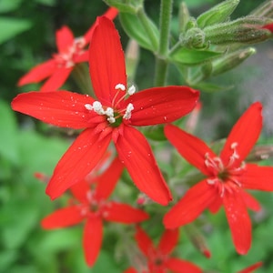 Silene regia | Royal Catchfly | 10_Seeds