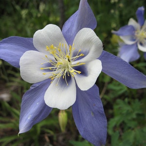 Aquilegia caerulea Colorado Blue Columbine 50_Seeds image 1