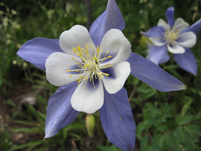 Aquilegia caerulea Colorado Blue Columbine 50_Seeds image 1