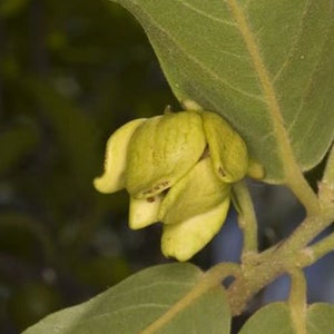 Huberantha cerasoides Polyalthia Cherry Ashok 5_Seeds image 1