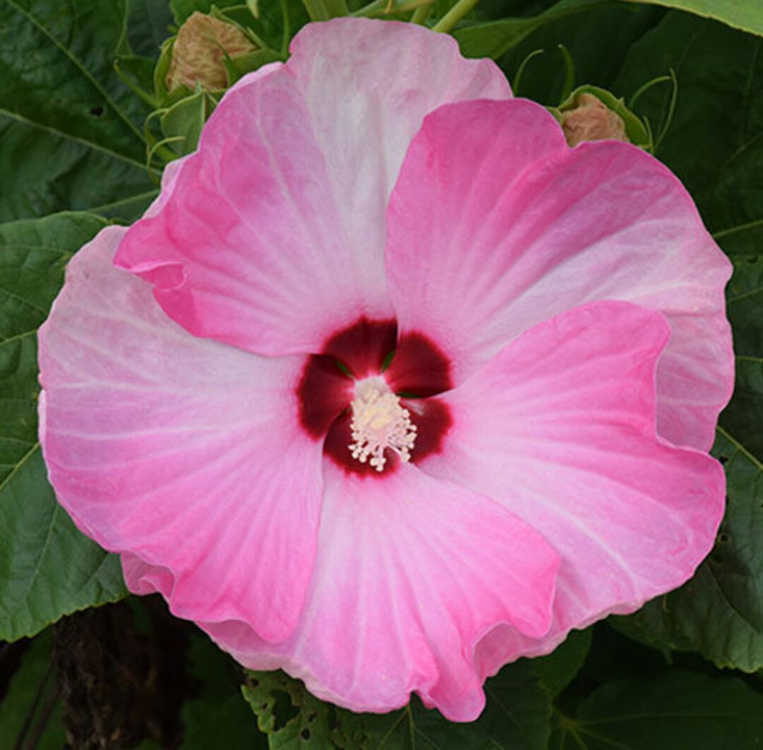 Hibiscus moscheutos Luna™ 'Pink Swirl' - Hibiscus des marais main image 1