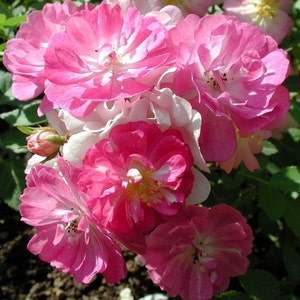 Rosa Chinensis Angel Wings | Miniature Rose | 10_Seeds