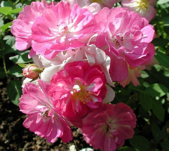 10 Semi Di Rosa Chinensis 'Angel Wings' – Miniatura Ornamentale