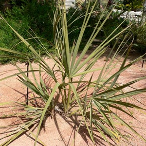 Nannorrhops ritchiana | Mazari Palm | 5_Seeds
