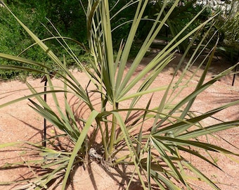 Nannorrhops ritchiana | Mazari Palm | 5_Seeds