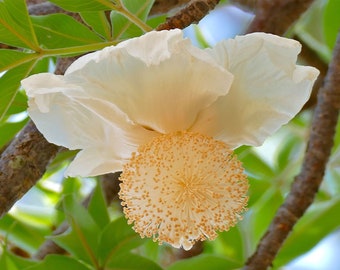 Adansonia digitata |Baobab |Judas Fruit |Monkey Bread |Cream of Tartar | 5_Seeds