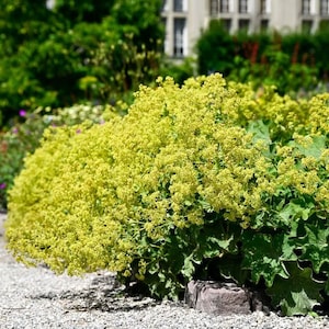 Alchemilla epipsila Dwarf Ladys Mantle 100_Seeds image 1