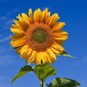 Helianthus annuus Common Sunflower 50_Seeds image 3