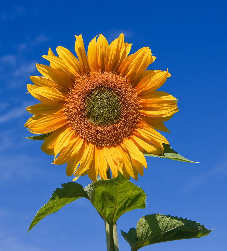 Helianthus annuus Common Sunflower 50_Seeds image 3