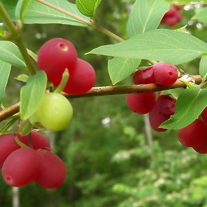 Lonicera fragrantissima | Winter Honeysuckle | 20_Seeds