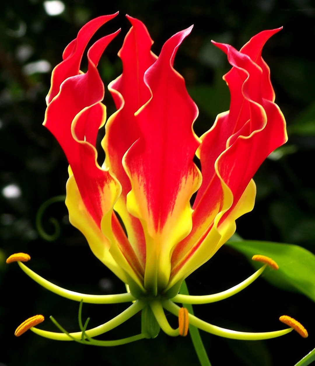 Gloriosa Superba Flame Lily 10_seeds Etsy