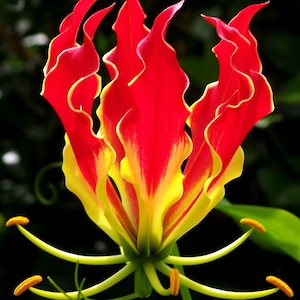 Gloriosa superba | Flame Lily | 10_Seeds