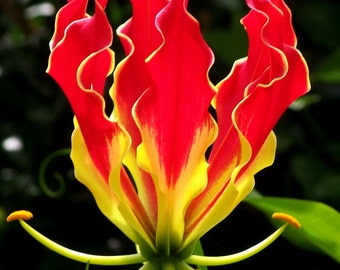Gloriosa superba | Flame Lily | 20_Seeds