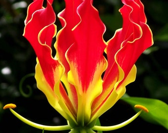 Gloriosa superba | Flame Lily | 10_Seeds